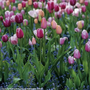 Armonia dei Tulipani Dolcezza di Parma