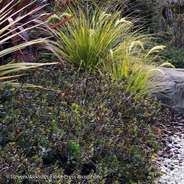 Hebe albicans Red Edge - Veronica