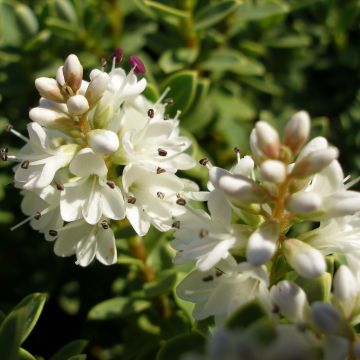 Hebe pinguifolia Sutherlandii - Veronica