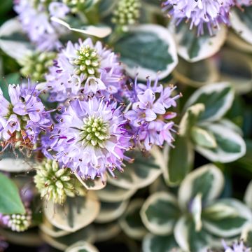 Hebe andersonii Variegata - Veronica