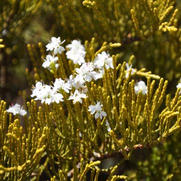 Hebe ochracea - Veronica