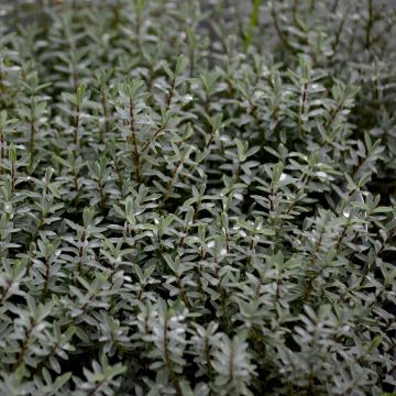 Hebe pimeleoides Quicksilver - Veronica