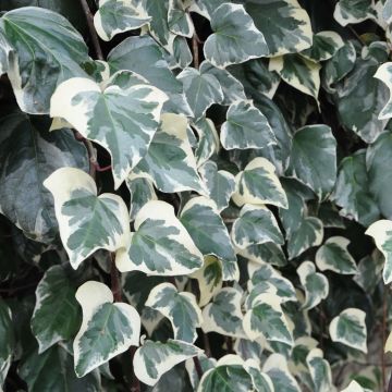 Hedera algeriensis Gloire de Marengo - Edera algerina variegata