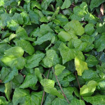 Hedera colchica - Edera