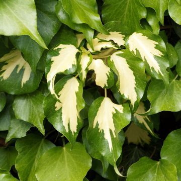 Hedera colchica Sulphur Heart - Edera variegata