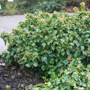 Hedera hibernica Arbori Compact - Edera irlandese