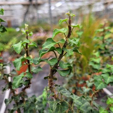 Hedera helix Conglomerata - Edera