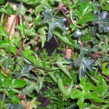 Hedera helix Ivalace - Edera