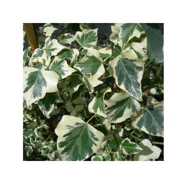 Hedera helix Marginata Elegantissima - Edera variegata