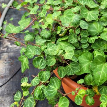 Hedera helix Peter Pan - Edera