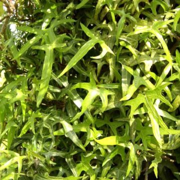 Hedera helix Sagittifolia - Edera