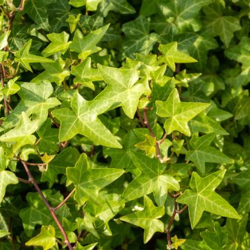 Hedera helix Shamrock - Edera