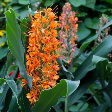 Hedychium coccineum Tara