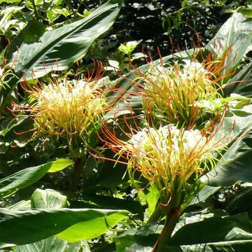 Hedychium ellipticum