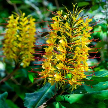 Hedychium gardnerianum - Giglio di zenzero