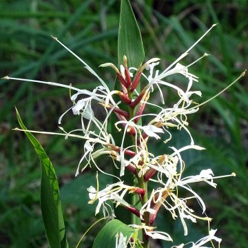 Hedychium villosum var. tenuiflorum