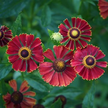 Helenium autumnale Helena Red Shades