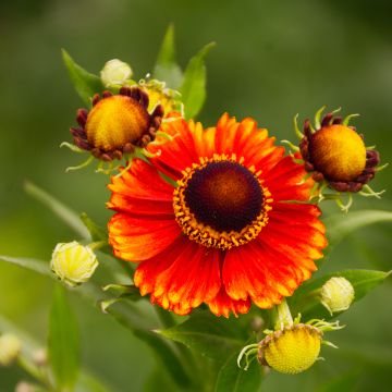 Helenium Dunkle Pracht