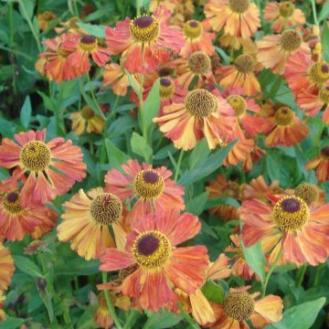 Helenium Flammenspiel