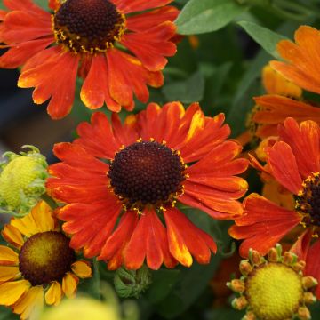 Helenium Mardi gras