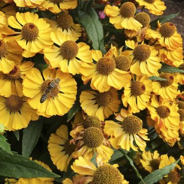 Helenium Okra Sundae