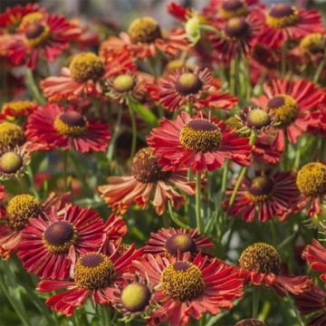 Helenium autumnale Mariachi Ranchera