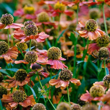 Helenium Rubinzwerg