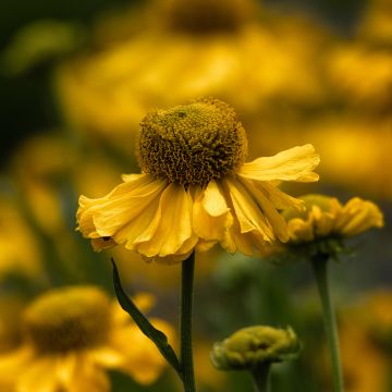 Helenium autumnale Pumilum Magnificum