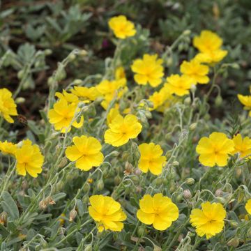 Helianthemum Wisley Primrose - Eliantemo