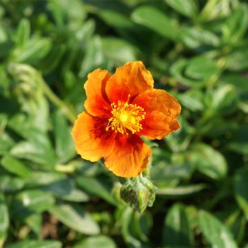 Helianthemum Ben Alder - Eliantemo