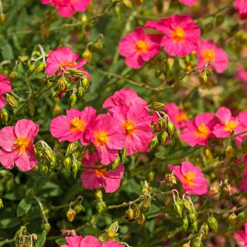 Helianthemum Ben Hope - Eliantemo