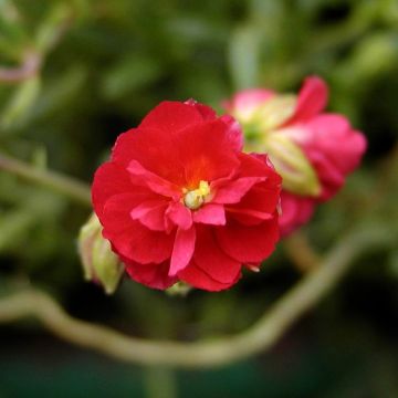 Helianthemum Cerise Queen - Eliantemo