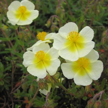 Helianthemum Elfenbeinglanz - Eliantemo