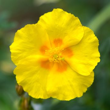 Helianthemum Golden Queen - Eliantemo