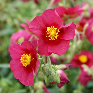 Helianthemum Hartswood Ruby - Eliantemo