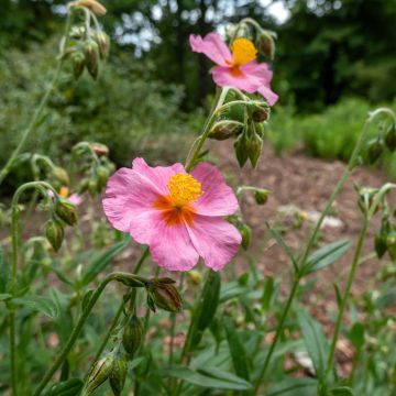 Helianthemum Lawrenson's Pink - Eliantemo