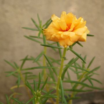 Helianthemum Orange Double - Eliantemo