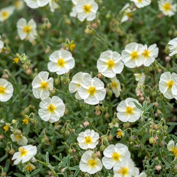 Helianthemum The Bride - Eliantemo