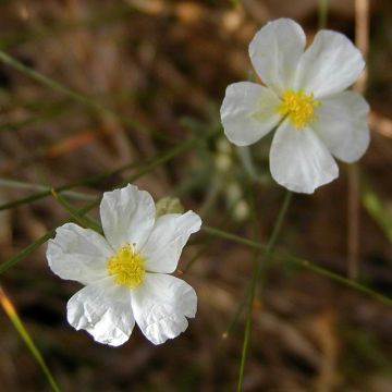 Helianthemum apenninum - Eliantemo degli Appennini