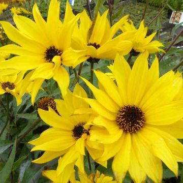 Helianthus atrorubens Monarch - Girasole