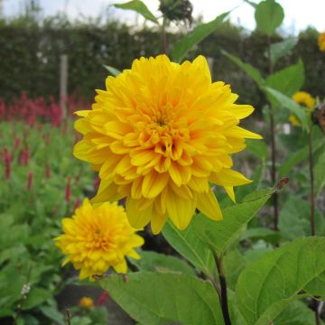 Helianthus decapetalus Plenus - Girasole