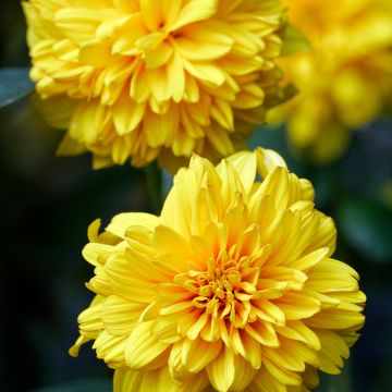 Helianthus decapetalus Soleil d'Or - Girasole