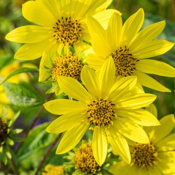 Helianthus Lemon Queen - Girasole