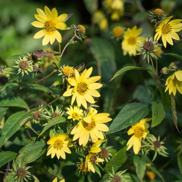 Helianthus microcephalus - Girasole