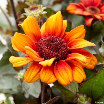 Heliopsis helianthoides Luna Roja