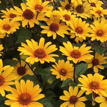 Heliopsis helianthoides var. scabra Punto Rosso