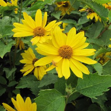 Heliopsis helianthoides Mars