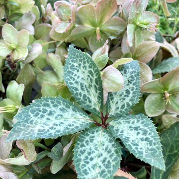 Helleborus Magic Leaves - Elleboro