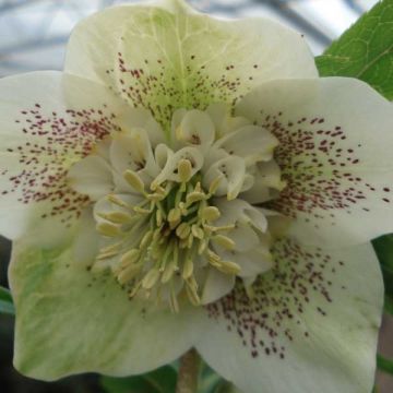 Helleborus Anemone White Spotted - Elleboro