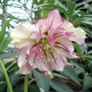 Helleborus Double Picotee - Elleboro